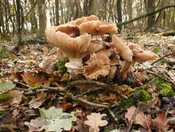 Image of Honey Fungus