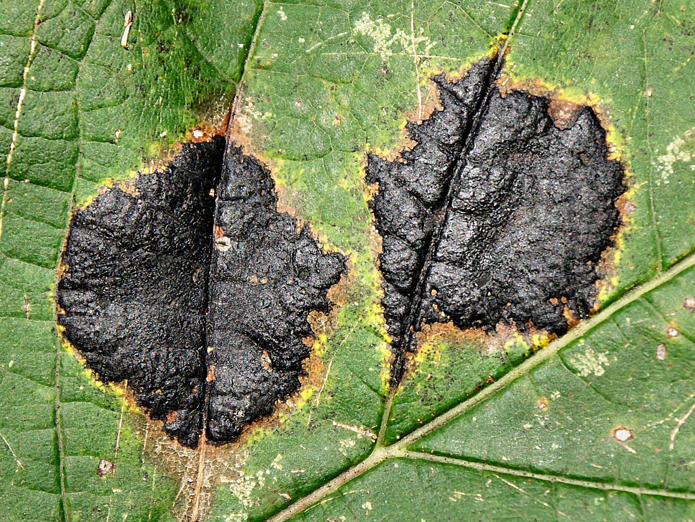 Image of European tar spot