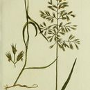 Image of <i>Vulpia geniculata</i> (L.) Link