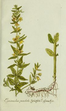 Image of <i>Lysimachia punctata</i> L.