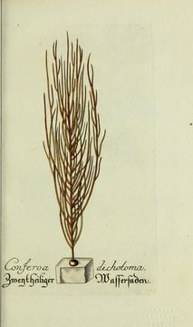صورة <i>Vaucheria dichotoma</i>