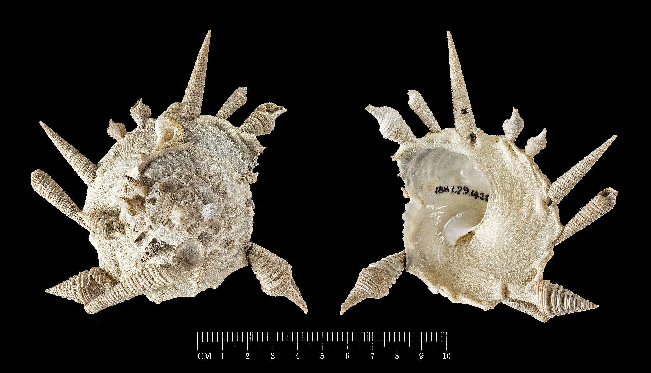 Image of pallid carriersnail
