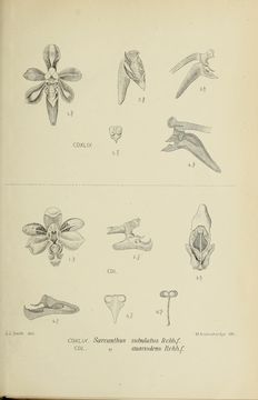Image of <i>Cleisostoma subulatum</i> Blume