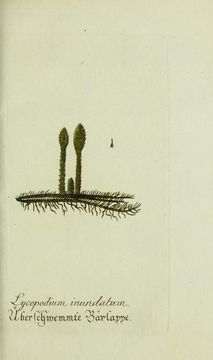 Image of Marsh Clubmoss