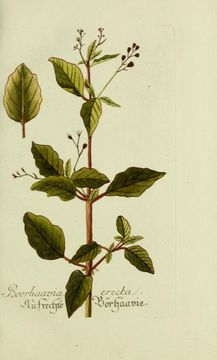 Image of spiderling