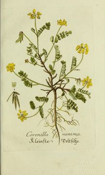 Image of <i>Coronilla minima</i> L.