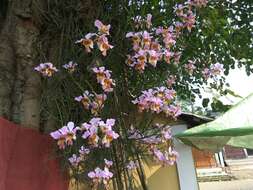 Image of Vanda teres × Vanda hookeriana