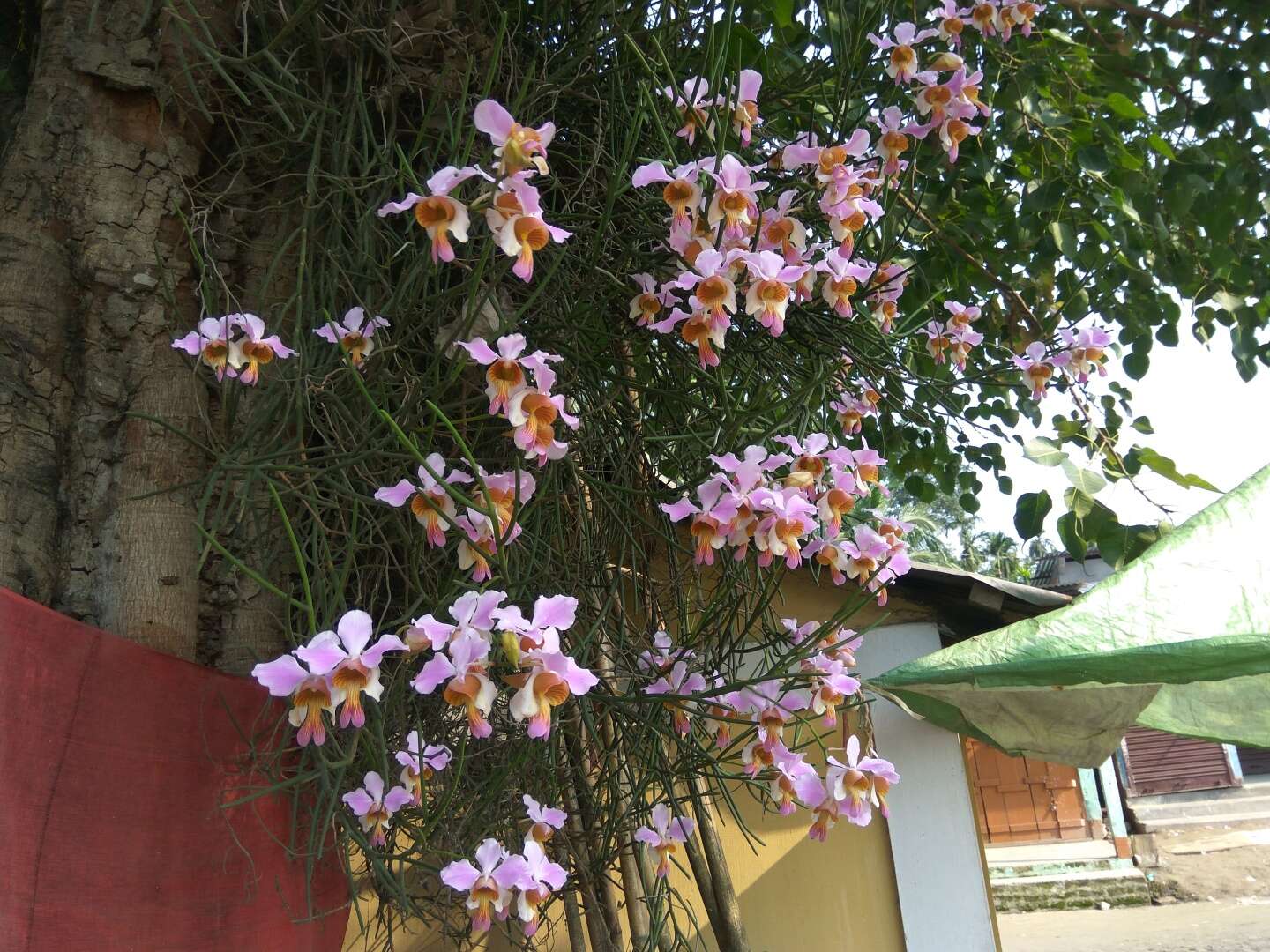 Image of Vanda teres × Vanda hookeriana