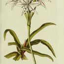 Image of Ceylon swamplily
