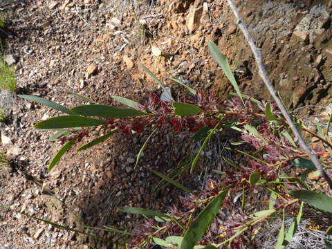 Imagem de Daviesia mimosoides R. Br.