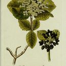 Image of Viburnum lantana L.