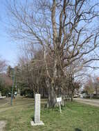 Image of black locust