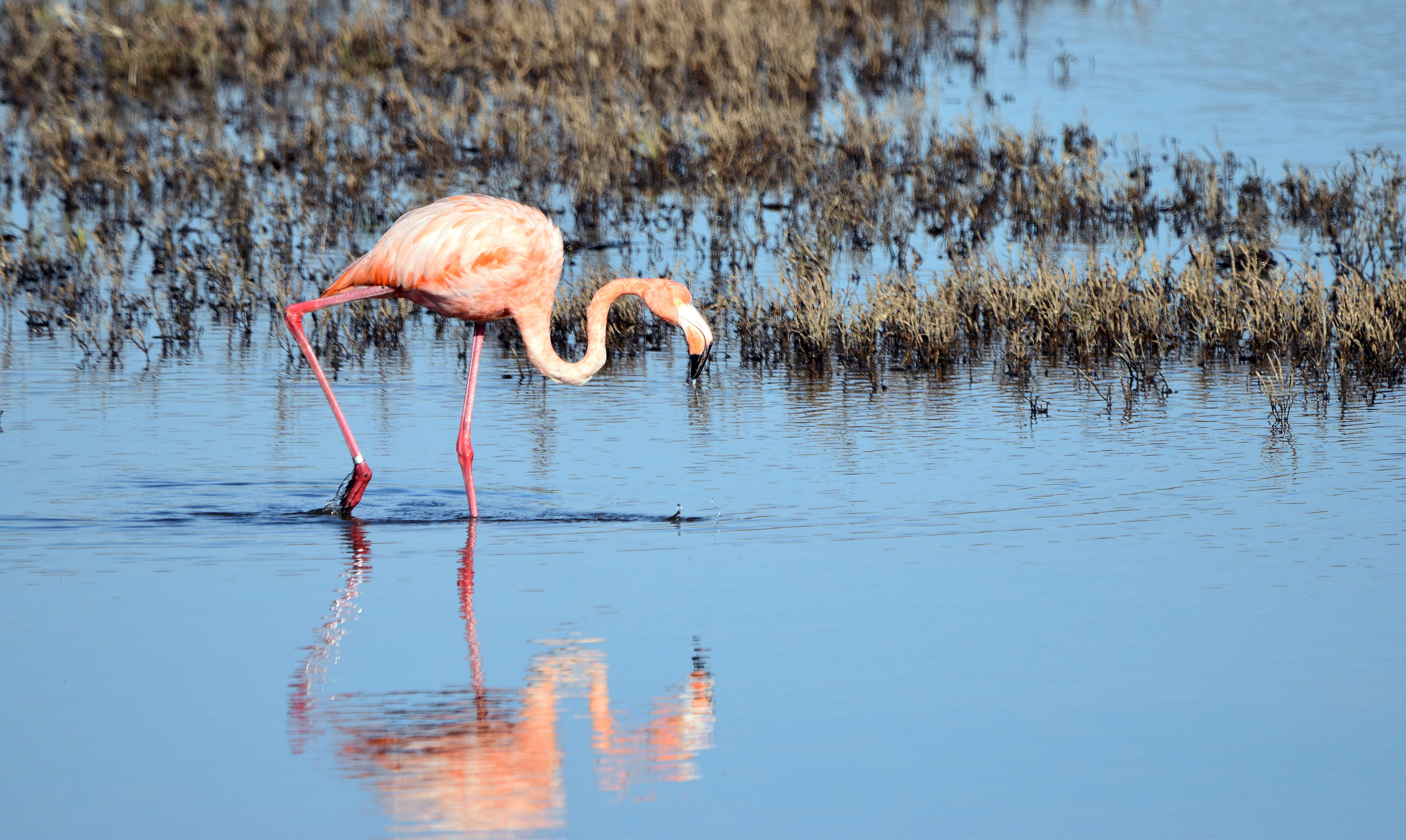 Слика од Phoenicopterus ruber Linnaeus 1758