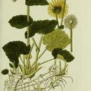 Image of Doronicum pardalianches L.