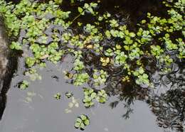 Image of Fool's-Watercress