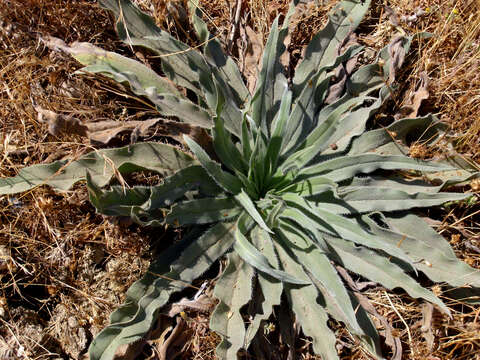 Image of Echium boissieri Steudel