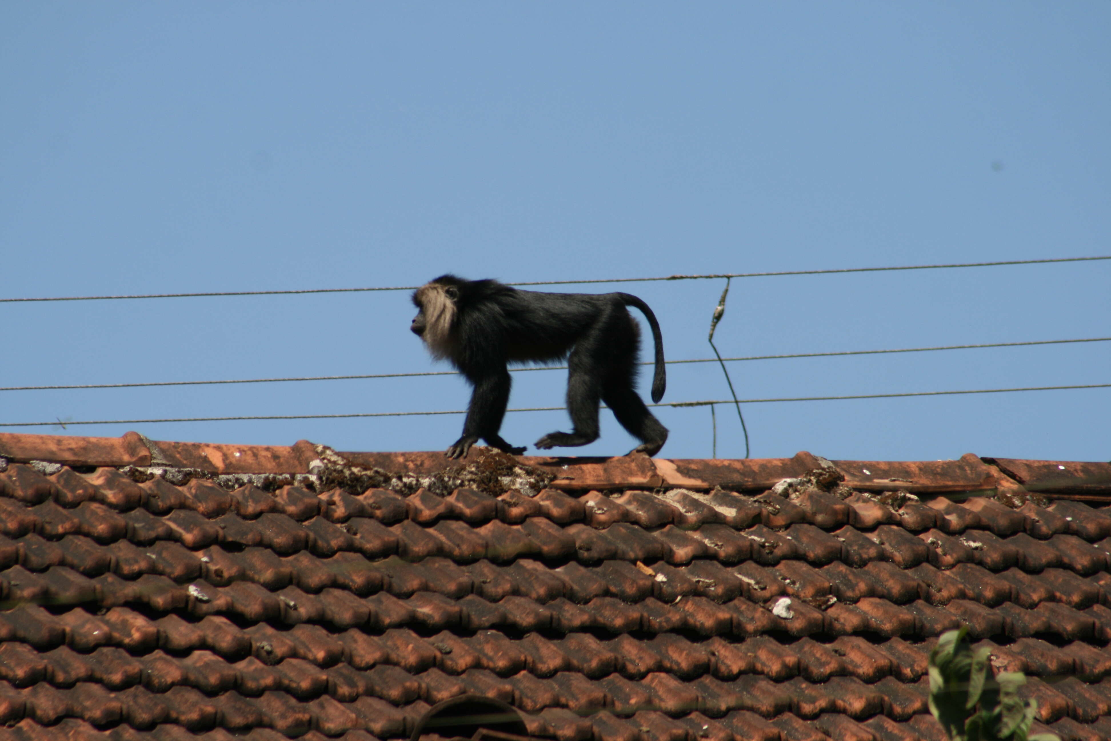 Image of Lion-tailed Macaque