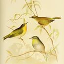 Image of White-breasted Silvereye
