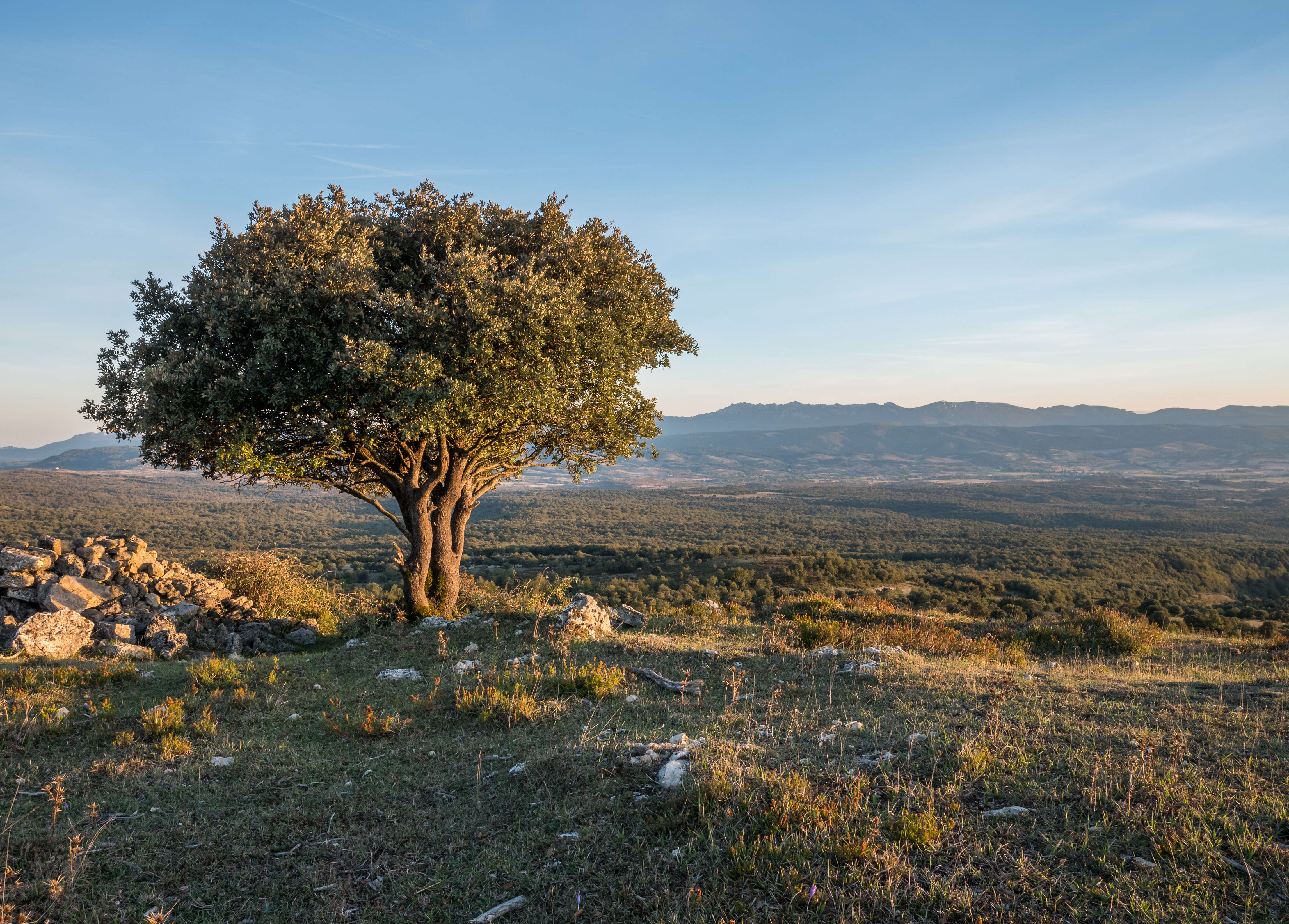 Image of Holm Oak