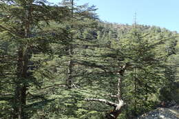 Image of Cyprus Cedar