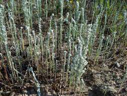 Image of field cudweed