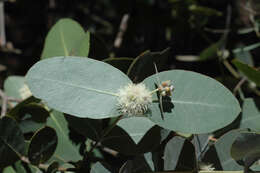 Image of Eucalyptus neglecta Maiden