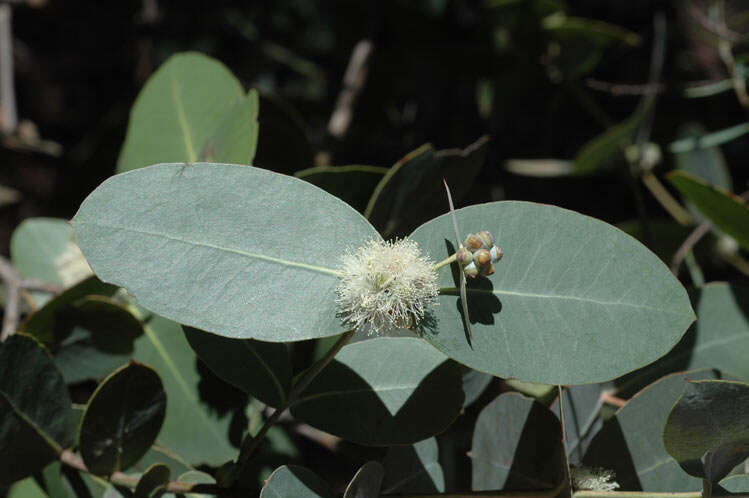 Image of Eucalyptus neglecta Maiden