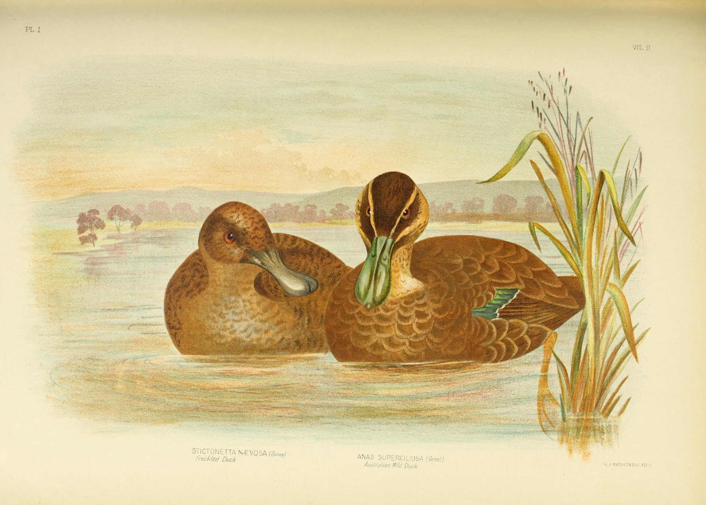 Image of Freckled Duck