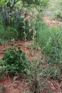 Image of citronella grass
