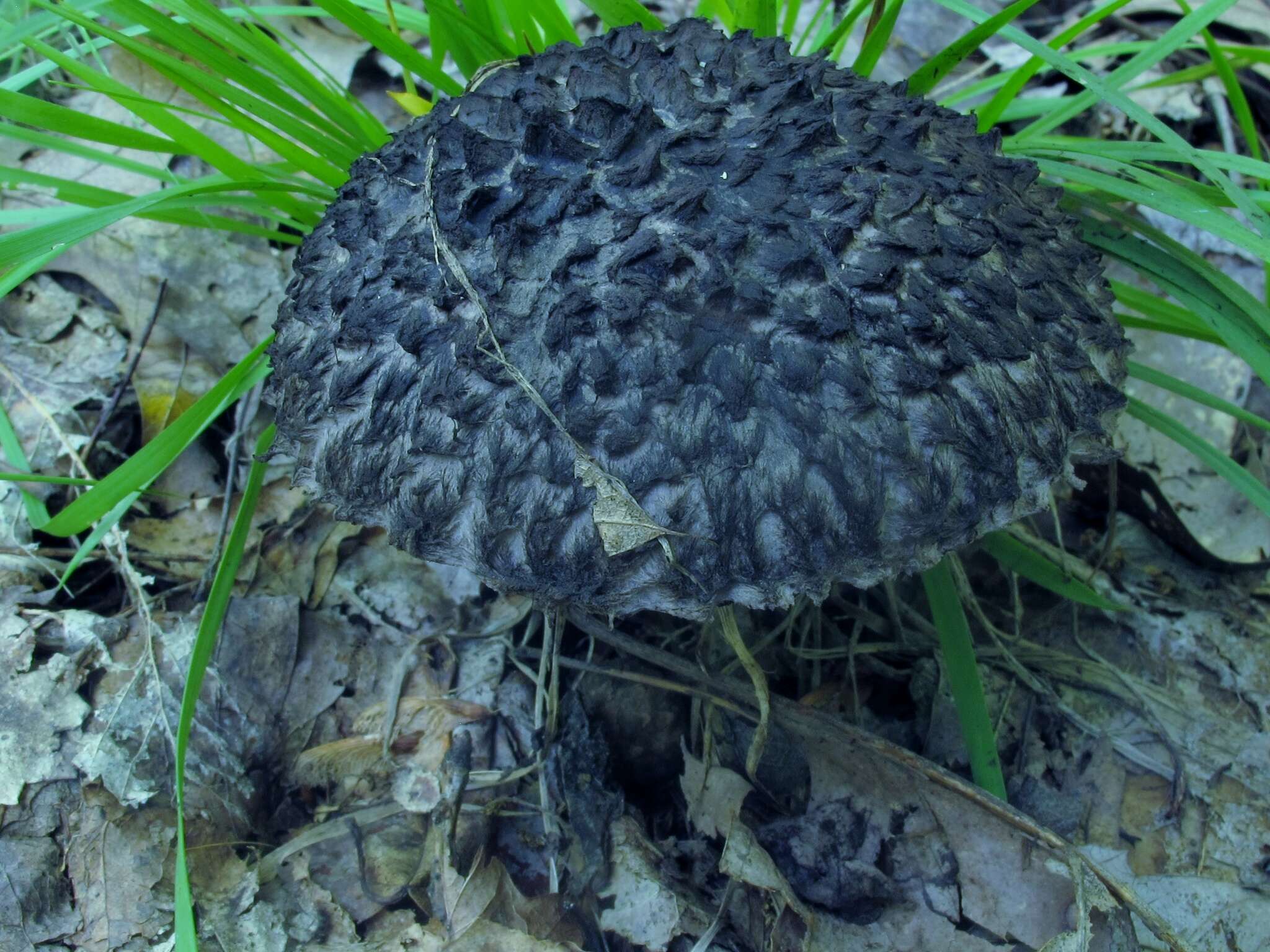 Слика од Strobilomyces strobilaceus (Scop.) Berk. 1851