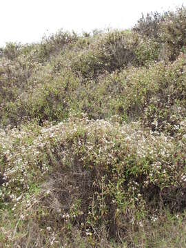 Image of spreading snakeroot