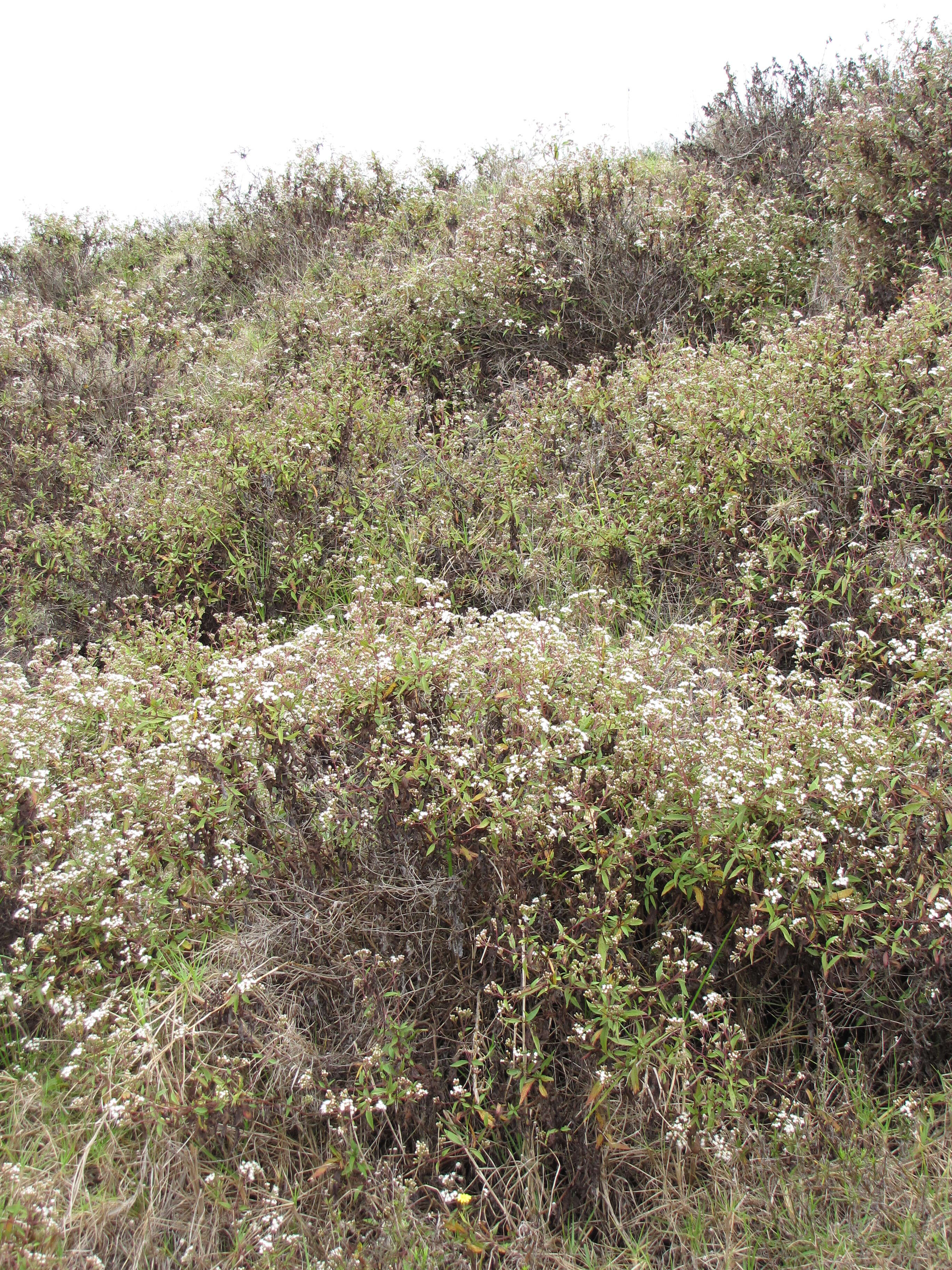 صورة Ageratina riparia (Regel) R. King & H. Rob.