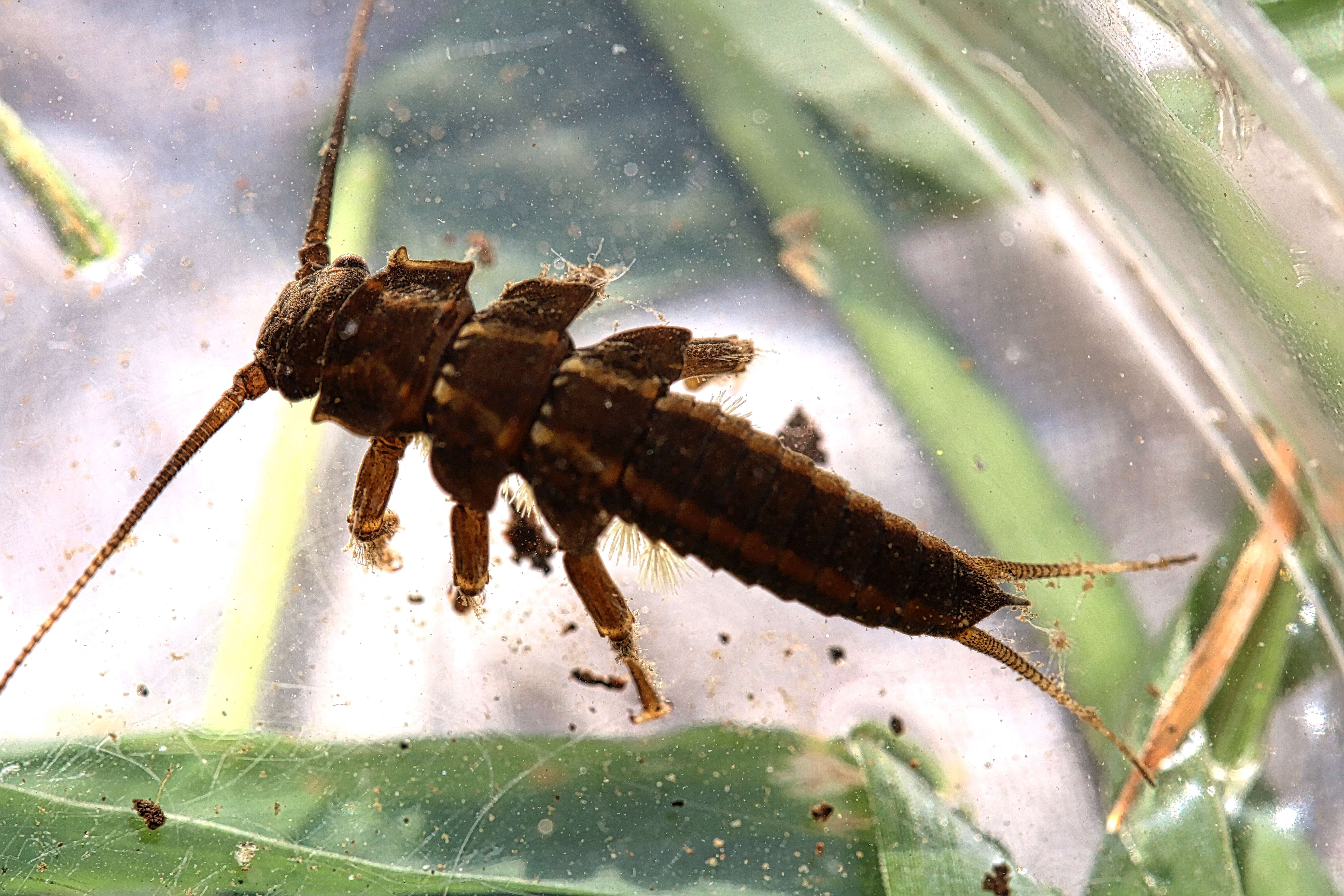 Image of Knobbed Salmonfly