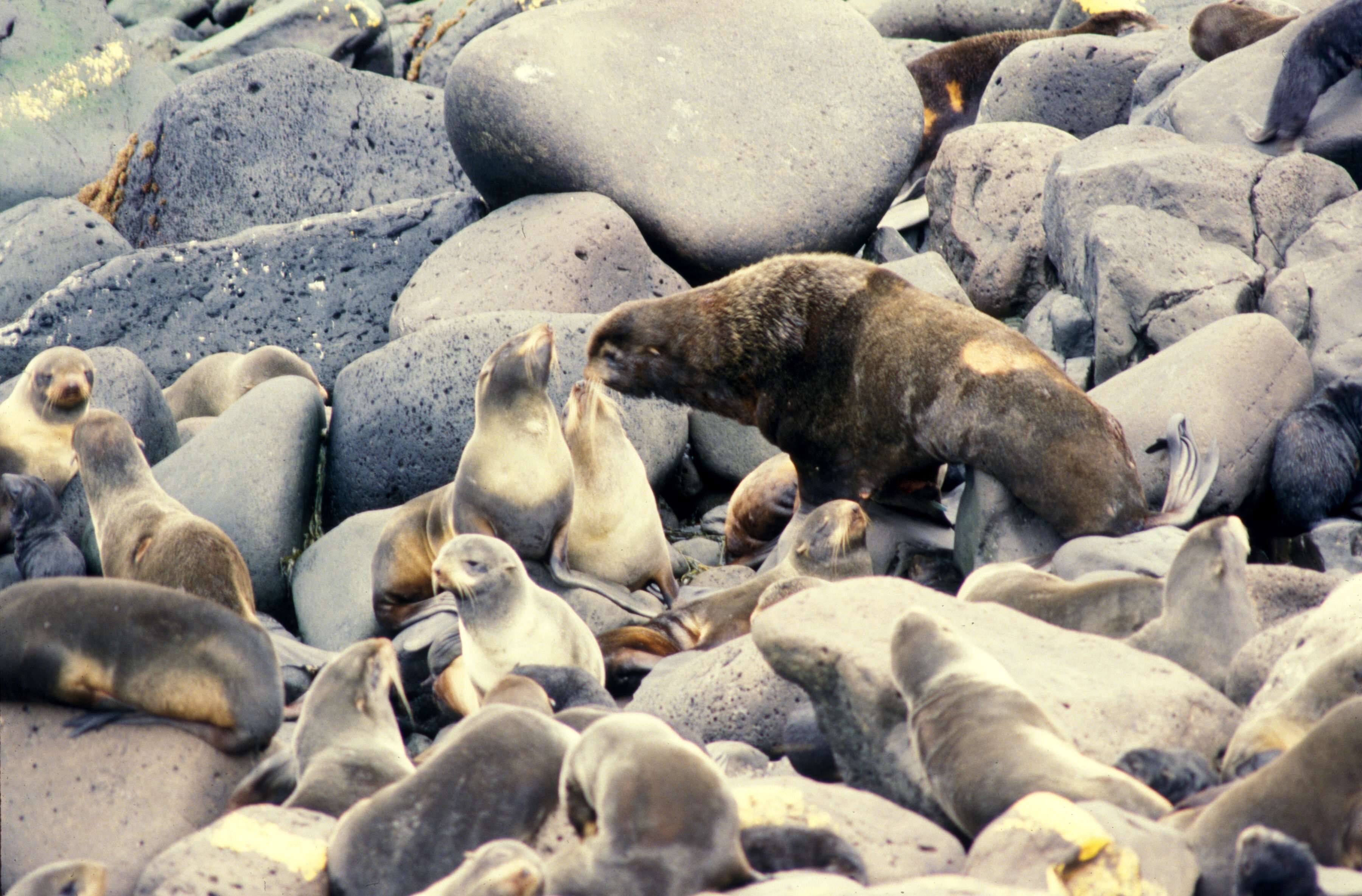 Image of fur seal