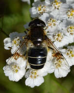 Image of Eristalis jugorum Egger 1858