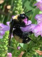 Image of Black and Gold Bumble bee