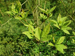 Image of rhododendron