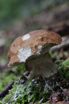 Imagem de Boletus reticulatus Schaeff. 1774