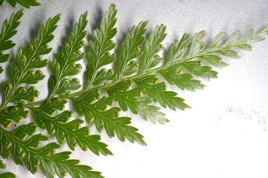 Image of Woolly Tree Fern