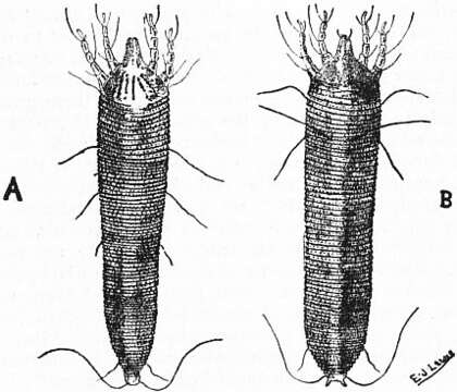 Imagem de Phytoptus avellanae Nalepa 1889