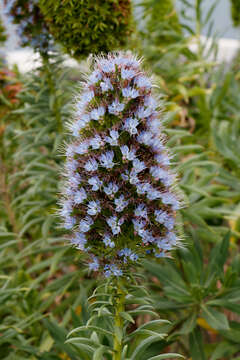 Image of Echium nervosum Dryand. ex Ait.