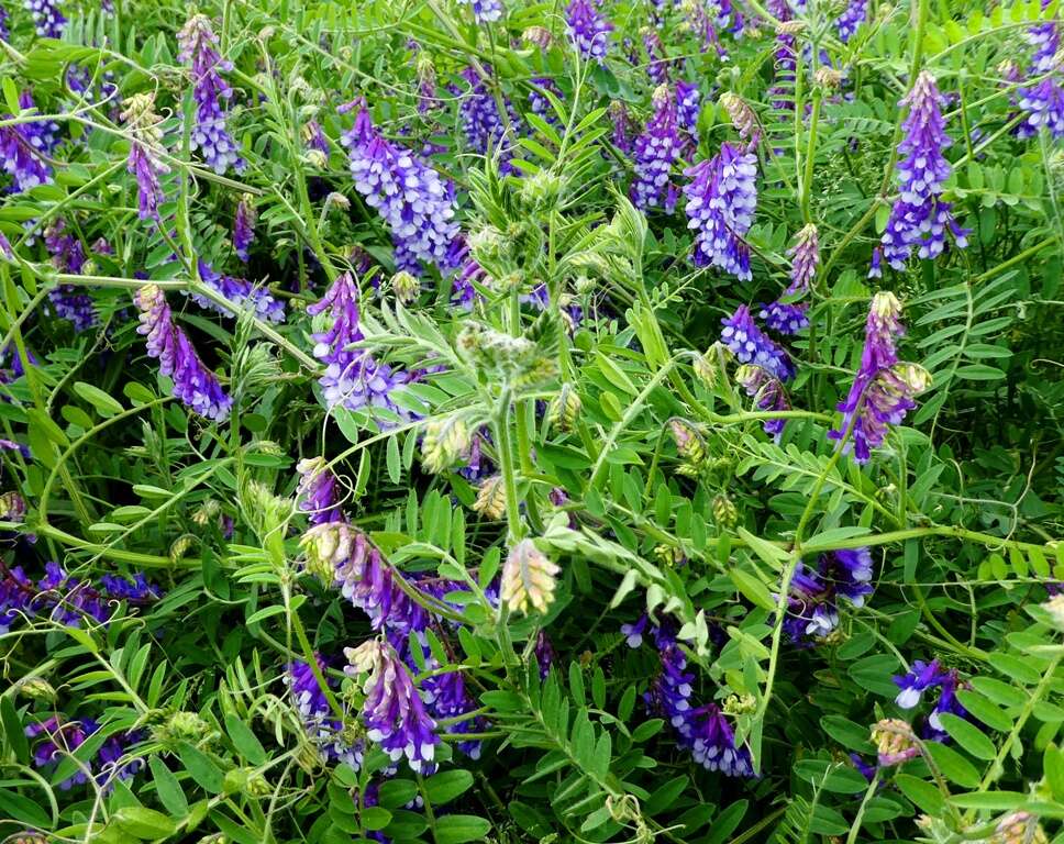 Image of bird vetch