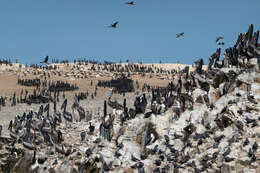 Image of Peruvian Pelican