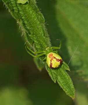 Sivun Ebrechtella tricuspidata (Fabricius 1775) kuva