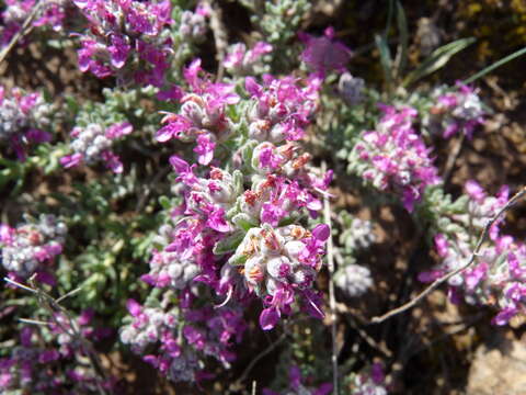 Image of Teucrium gnaphalodes L'Hér.