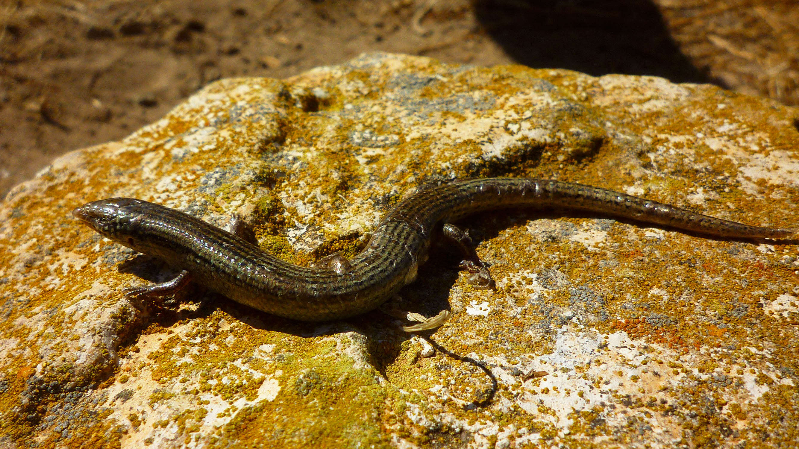 Plancia ëd Chalcides bedriagai (Bosca 1880)