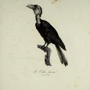 Image of Plain-pouched hornbill