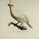 Image of White bellbird