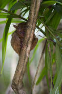 Image of Philippine tarsier