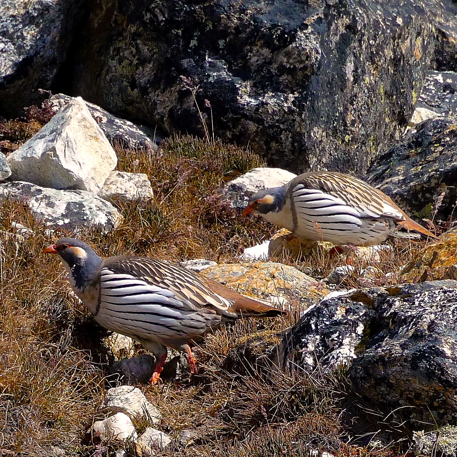 Image of Himalayan Snowcock